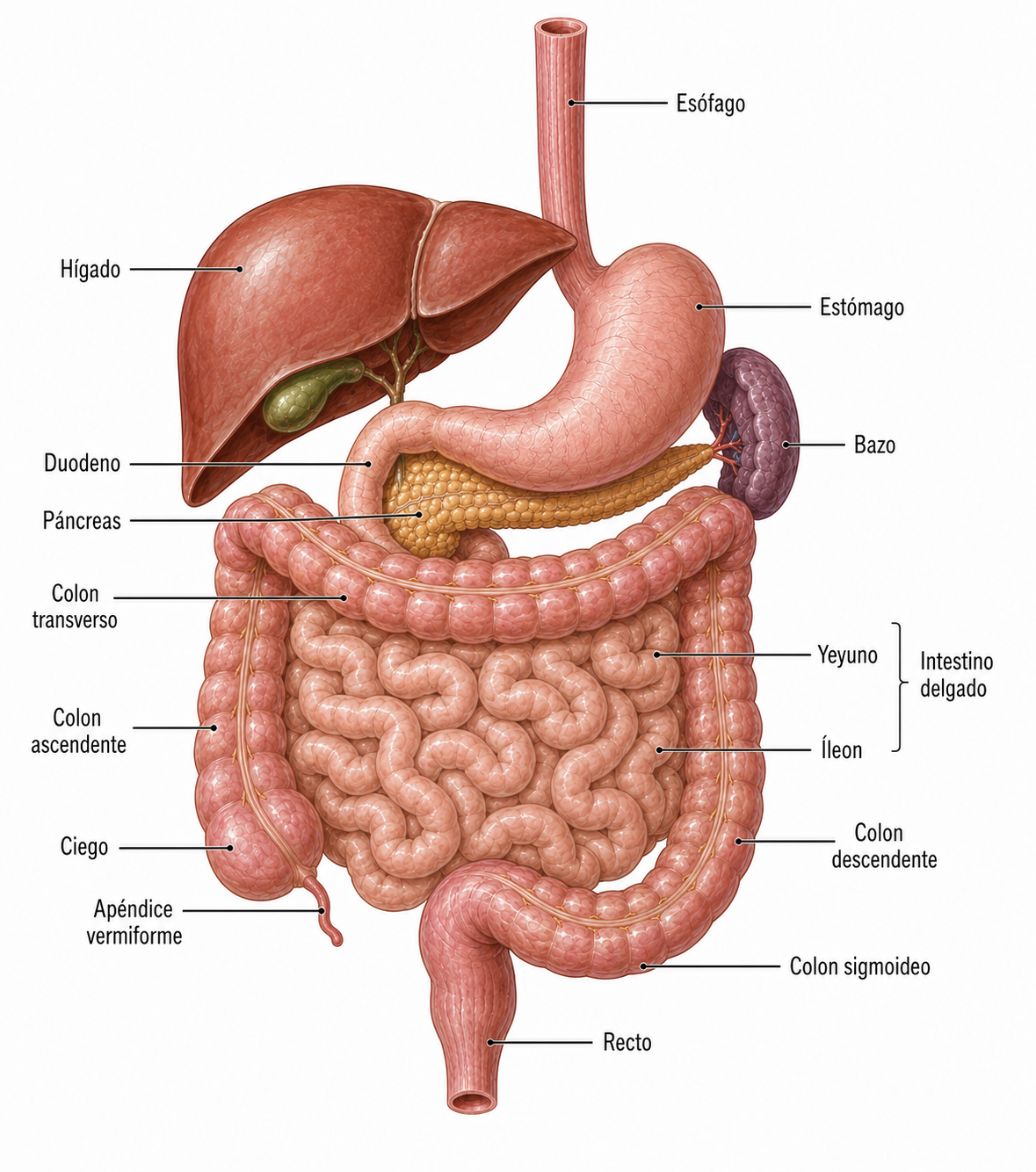 Síntomas cáncer gástrico